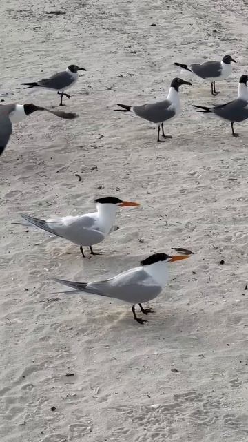 Говорящие чайки на пляже Кайо-Коко( Куба) смотреть онлайн