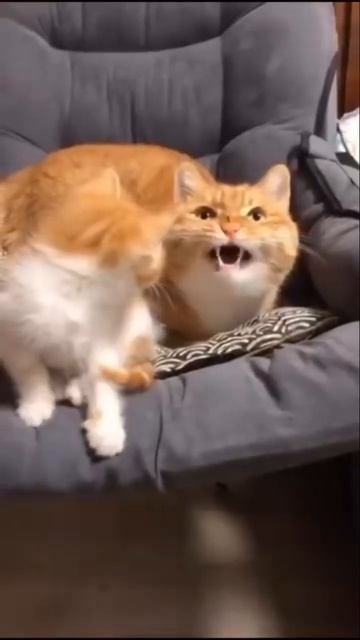 Эти забавные кошки / Fanny cats смотреть онлайн