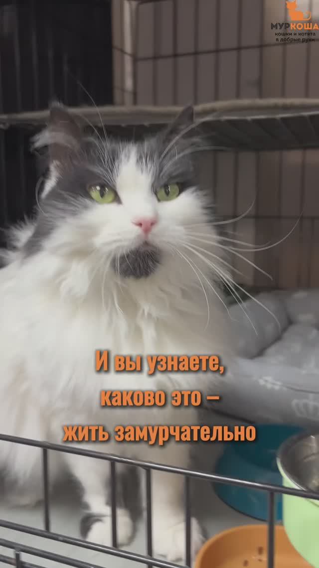 Бассти ждёт вас в приюте #Муркоша смотреть онлайн