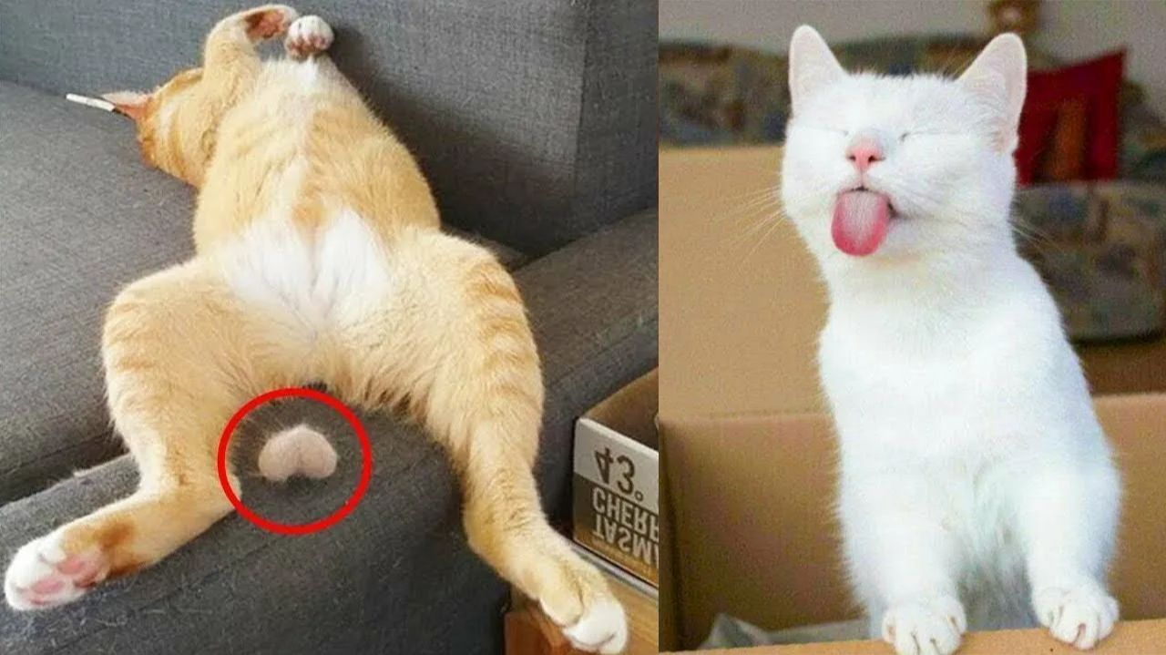 10 МИНУТ СМЕХА | ЛУЧШИЕ ПРИКОЛЫ С ЖИВОТНЫМИ | ПРО ЖИВОТНЫХ | СМЕШНЫЕ ЖИВОТНЫЕ смотреть онлайн