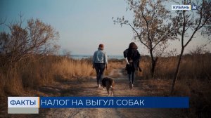 В России предложили ввести налог на выгул собак