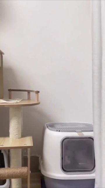 Смешные коты #109-3