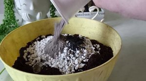 Обрезка Пеларгонии, Герани, Укоренение черенков Пеларгонии