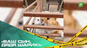 «Ваш сын, дядя Шарик!» Челябинские школьники собрали деньги на помощь бездомным животным