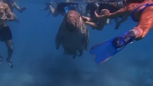 Птица удачи Красного моря