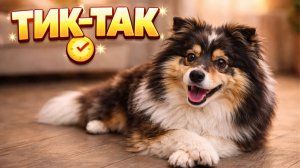 Трюк тик-так, команда перекладывания лап, выучить новый трюк с собакой