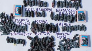 ЖИМОЛОСТЬ СУПЕРСОРТА