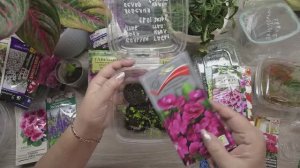 Обзор всходов цветов, что взошло, а что даже не проклюнулось, очень жаль...