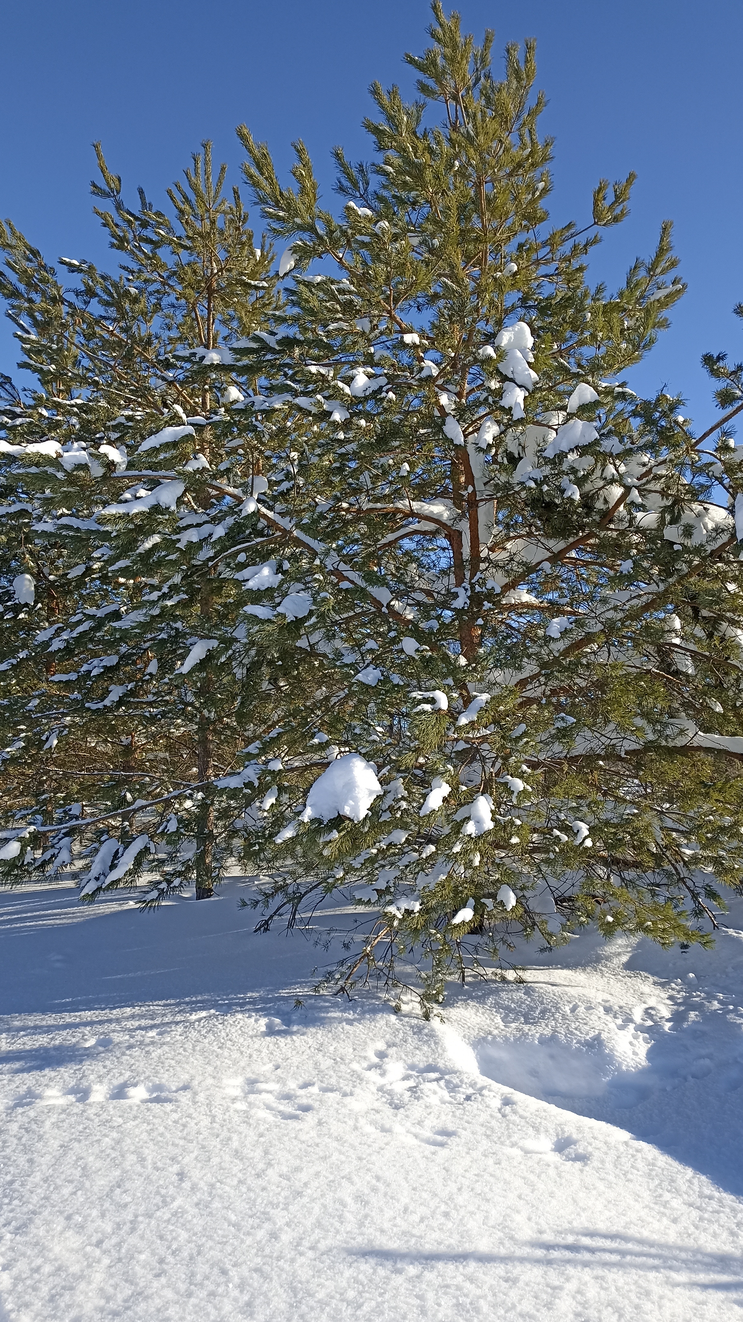 Игривый ветер с соснами шептался.
