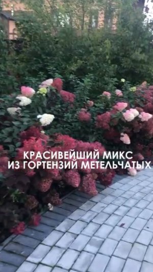КРАСИВЕЙШИЙ МИКС ИЗ ГОРТЕНЗИЙ МЕТЕЛЬЧАТЫХ