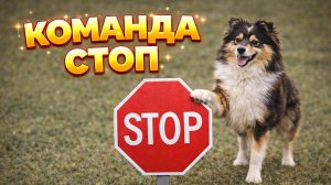 Команда СТОП, Остановка, научить собаку останавливаться