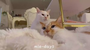 mie- days Влог домохозяйки с 3 котами