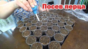 Пришла пора посева перца