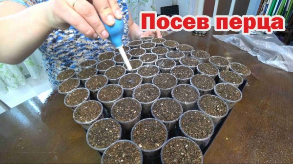 Пришла пора посева перца