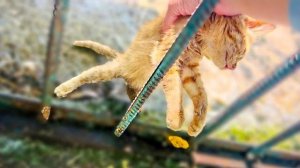 Я вытащила его из вольера страусов, чудо, что его НЕ ЗАКЛЕВАЛИ гигантские птицы…