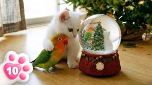 Готовимся к Новому году с котенком Кефиром! Весёлый беспорядок и милые подарки для друзей