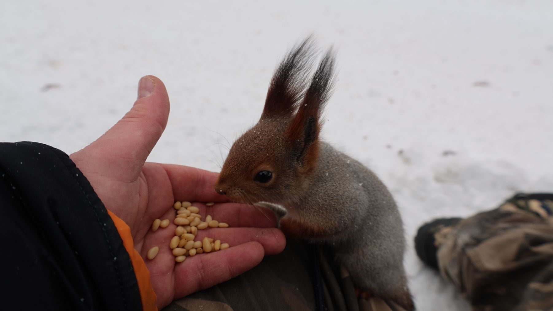 Белки утром. Зарисовка смотреть онлайн