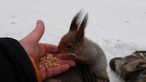 Белки утром. Зарисовка