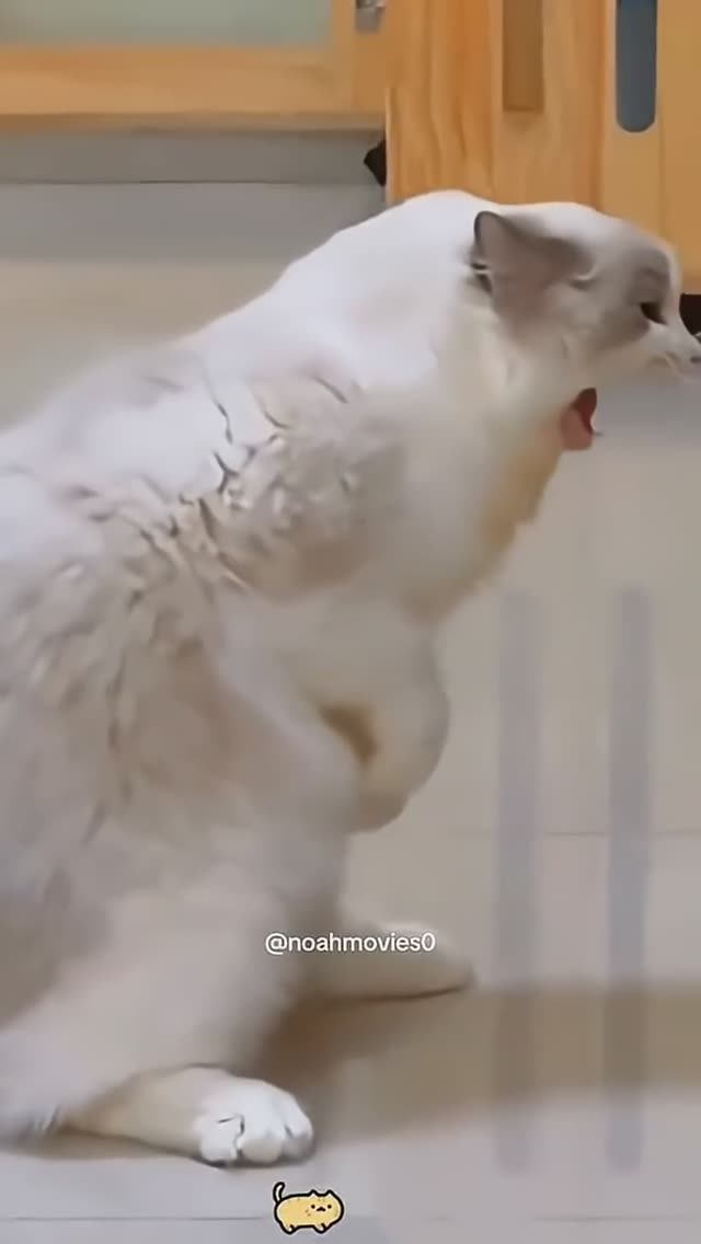 Cats 😍 смотреть онлайн