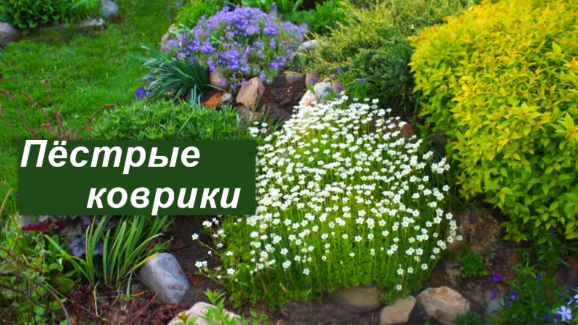 Почвопокровные растения- лучшие в моем саду смотреть онлайн