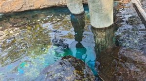 2026.01.15 Гуанчжоу, Океанариум, черепахи