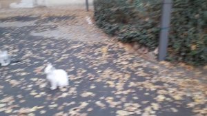 Мой родной Ташкент. ЮнусАбад. Как кошки реагируют на песню "Катюша".