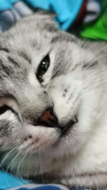 обзор на моего кота 1 часть