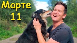 СОБАКЕ МАРТЕ 11 ЛЕТ!