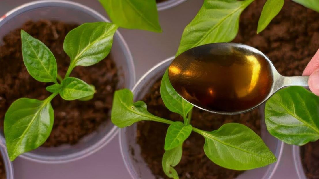 Первая подкормка рассады томатов и перца после пикировки смотреть онлайн