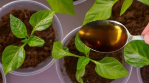 Первая подкормка рассады томатов и перца после пикировки