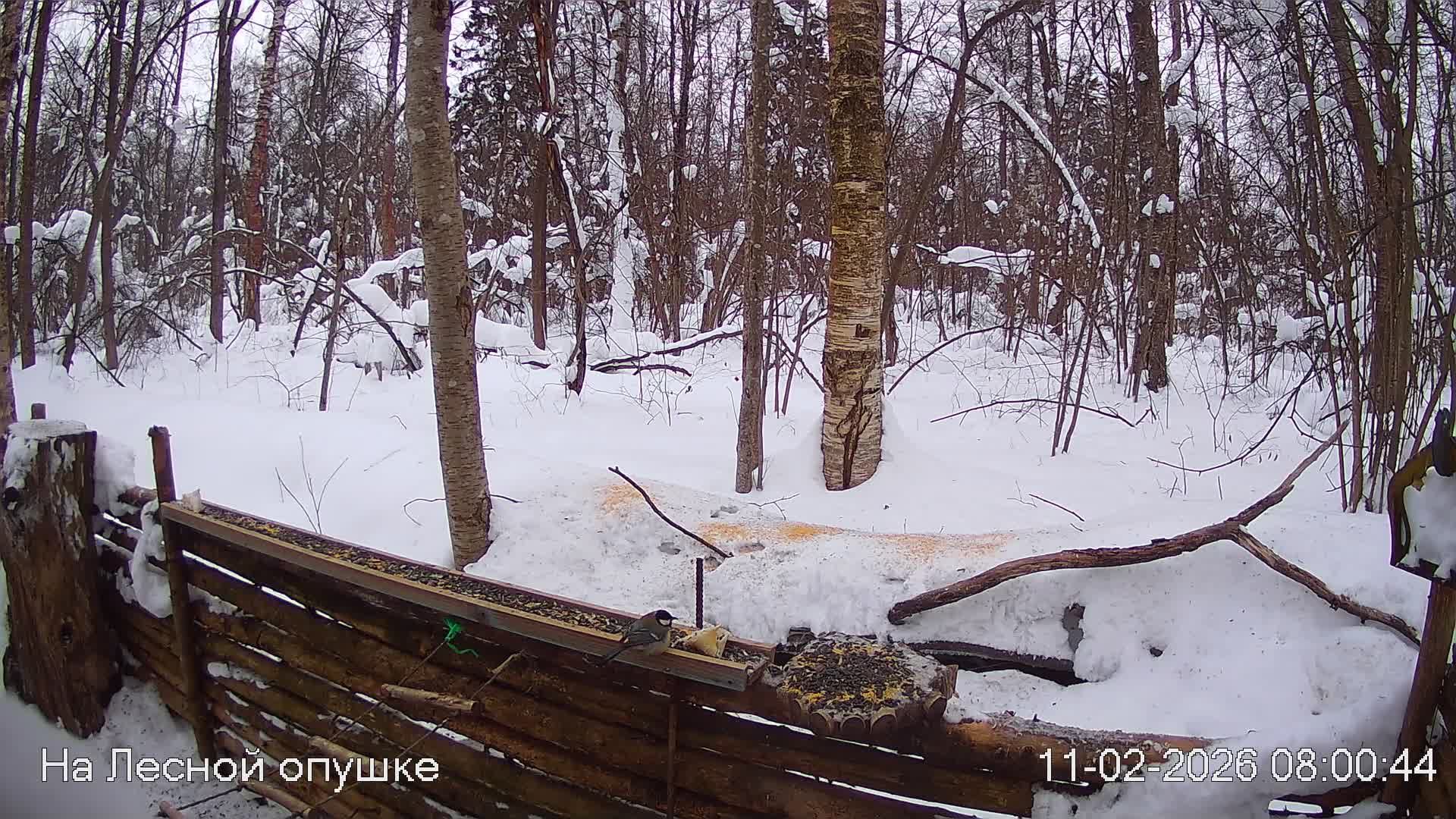 LIVE: На лесной опушке. Природа онлайн смотреть онлайн