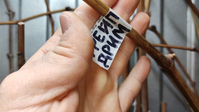 Вкуснейшие и очень эффектные сорта и формы винограда!🍇 Telegram, WhatsApp, Vlber и MAX +79528500417 смотреть онлайн