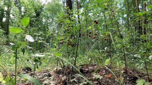 Маленький куст лесной вишни