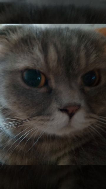 конкурс на Масленицу