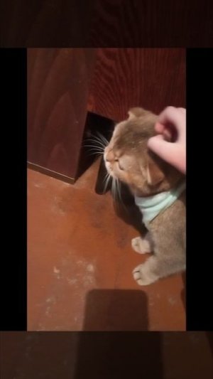 мау мау моя кошка