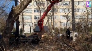 В Керчи продолжаются работы по спилу аварийных деревьев