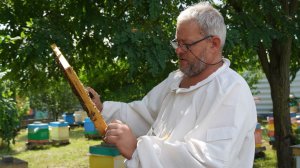 Про апидомики и людей.