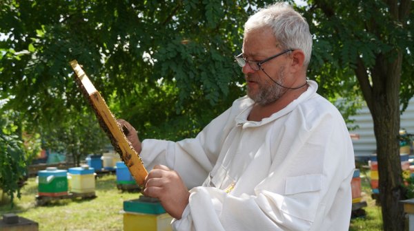 Про апидомики и людей.