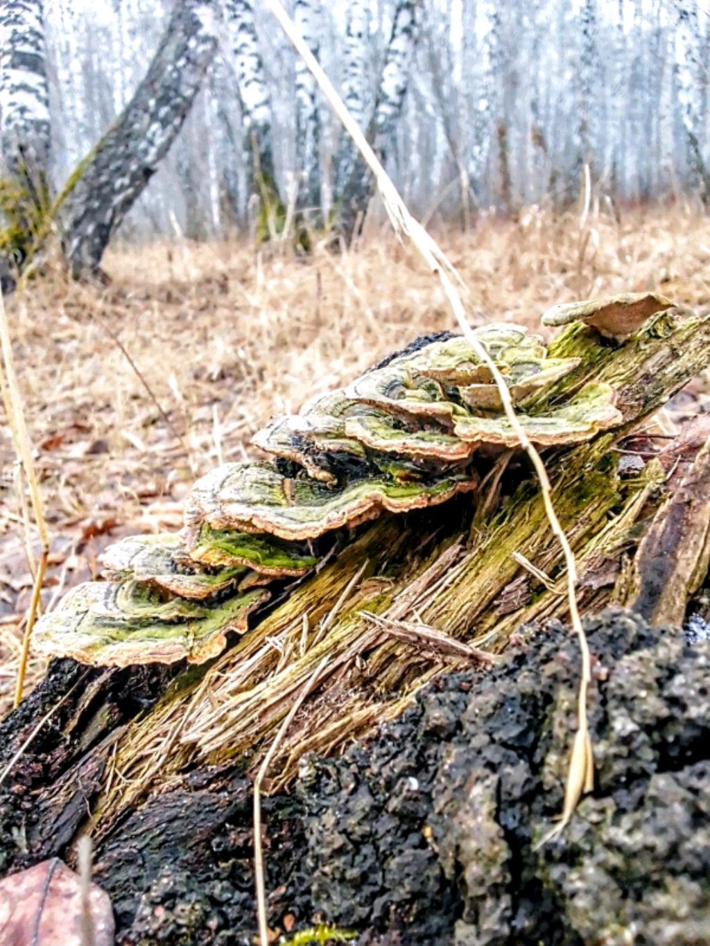 природа смотреть онлайн