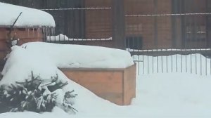 Ярослава и Шерхан выходящий из будки 11.02.2026г