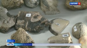 В КБР ученый КБГУ обнаружил зуб древней акулы