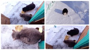 Вот так они ко мне все собираются и я их кормлю.