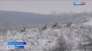 Сотрудники Экоохотнадзора ведут подкорм диких зверей в белгородских лесных массивах
