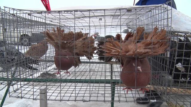 Птичий рынок. Ленинградская. [10.02.2026] смотреть онлайн