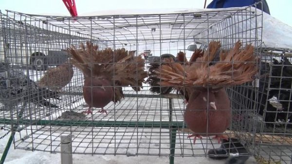 Птичий рынок. Ленинградская. [10.02.2026]