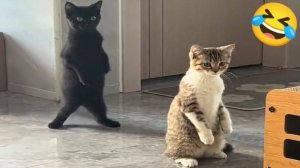 СМЕШНЫЕ КОТЫ 2026 ЛУЧШИЕ ПРИКОЛЫ С КОТАМИ, КОШКИ, ЖИВОТНЫЕ, СМЕШНОЕ ВИДЕО