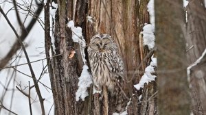 Совушка-сова