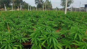 Провинция Канчанабури  Паттайя.Как растёт папайя.Мост через реку Квай