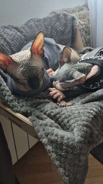 Asmr по-кошачьи #shorts #животные #коты #смешныекоты