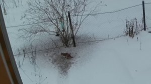 Кошачья ревизия